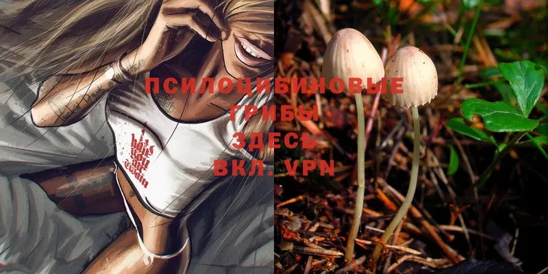 Галлюциногенные грибы Magic Shrooms  нарко площадка наркотические препараты  Железногорск-Илимский 